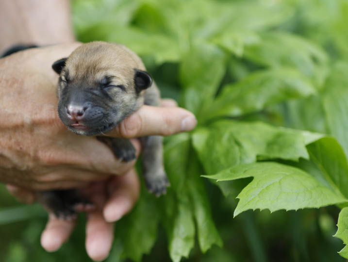 chinook puppy